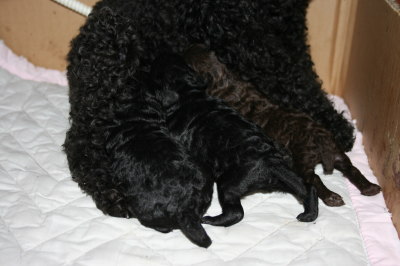 トイプードルの子犬、ブラック(黒色)オスメス、ブラウンオス、生後1週間