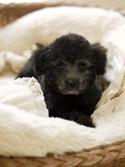 トイプードルシルバー(グレー)の子犬、生後2ヶ月半画像
