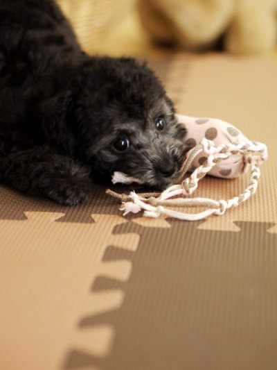 トイプードルシルバー(グレー)の子犬、生後2ヶ月半画像