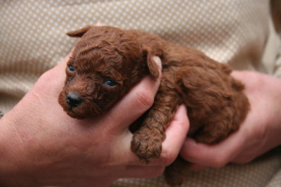 トイプードルレッドの子犬オス、生後1ヶ月画像