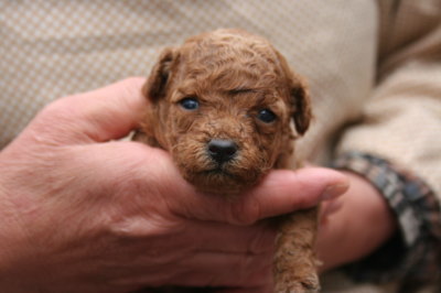 トイプードルアプリコットの子犬オス、生後1ヶ月画像