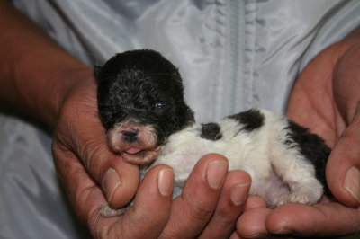 トイプードル白黒パーティーの子犬メス、生後3週間画像