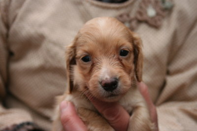 ミニチュアダックスゴールドの子犬オス、生後40日画像