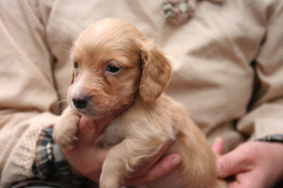 ミニチュアダックスゴールドの子犬オス、生後40日画像