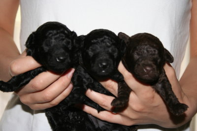 トイプードルの子犬、ブラック(黒色)オスメス、ブラウンオス、生後2週間画像