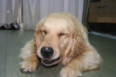 ゴールデンレトリバーの成犬メス画像