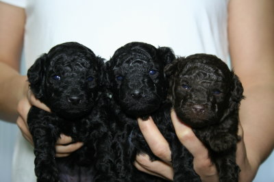 トイプードルの子犬、ブラック(黒色)オスメス、ブラウンオス、生後3週間