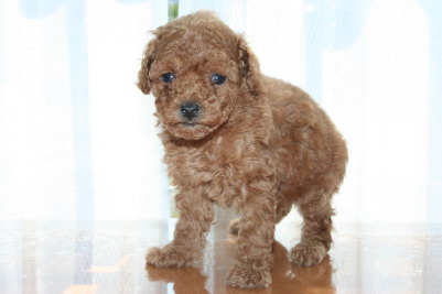 トイプードルアプリコットの子犬オス、生後6週間画像
