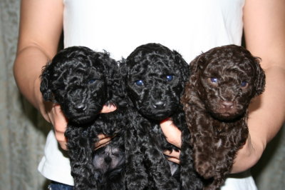 トイプードルの子犬ブラック(黒色)オスメス、ブラウンオス、生後4週間画像