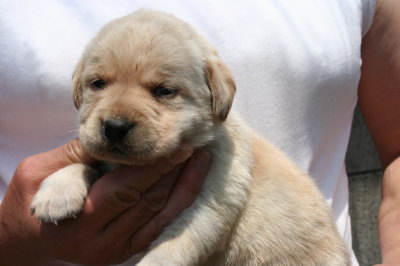 ラブラドールイエロー(クリーム)の子犬オス、生後3週間画像