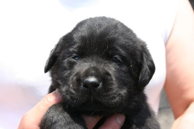ラブラドール黒(クロラブ)の子犬オス、生後3週間画像