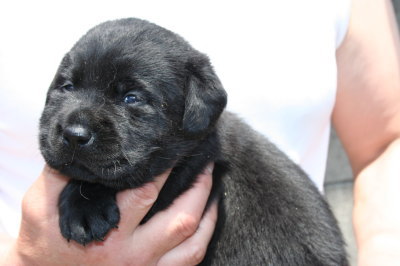 ラブラドール黒(クロラブ)の子犬オス、生後3週間画像