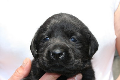 ラブラドール黒(クロラブ)の子犬メス、生後3週間画像