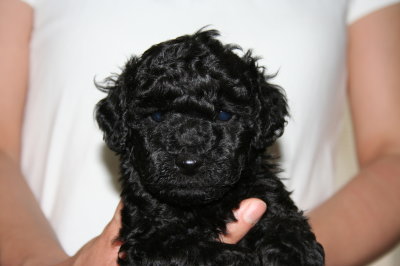 トイプードルブラック(黒色)の子犬オス、生後5週間画像
