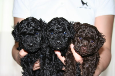 トイプードルの子犬ブラック(黒色)オスメス、ブラウンオス、生後5週間画像