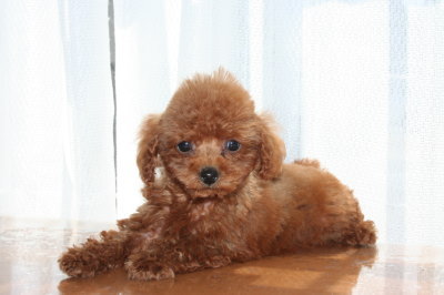 ティーカッププードルレッドの子犬メス、生後2ヶ月画像