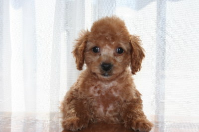 タイニーサイズ☆トイプードルアプリコットの子犬メス、生後2ヶ月画像