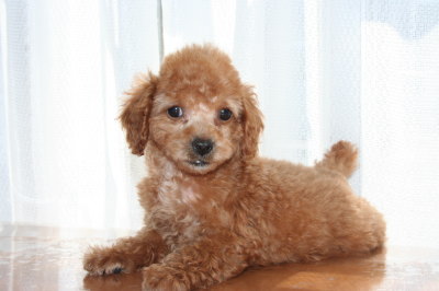 タイニーサイズ☆トイプードルアプリコットの子犬メス、生後2ヶ月画像