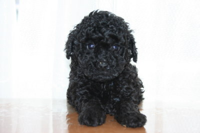 トイプードルブラック(黒色)の子犬メス、生後6週間画像