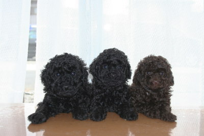 トイプードルの子犬ブラック(黒色)オスメス、ブラウンオス、生後6週間画像