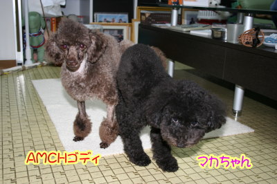 トイプードルブラック(黒色)犬の交配、種オスAMCHブラウン画像