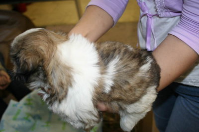 シーズーの子犬メス、生後2ヶ月画像