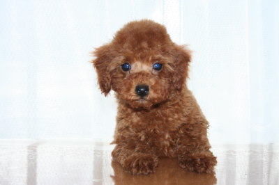トイプードルレッドの子犬オス、生後２ヶ月半画像