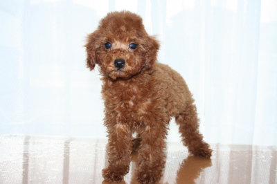 トイプードルレッドの子犬オス、生後２ヶ月半画像