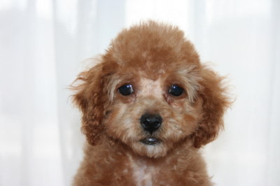 トイプードルアプリコットの子犬メス、生後２ヶ月半画像