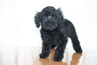トイプードルブラック(黒色)の子犬オス、生後２ヶ月画像