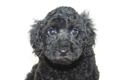 トイプードルブラック(黒色)の子犬オス、生後２ヶ月画像