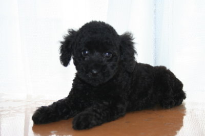 トイプードルブラック(黒色)の子犬メス、生後２ヶ月画像