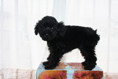 トイプードルブラック(黒色)の子犬メス、生後２ヶ月画像