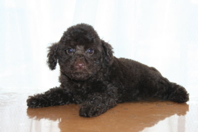 トイプードルブラウンの子犬オス、生後２ヶ月画像