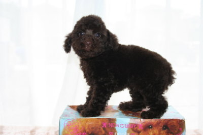 トイプードルブラウンの子犬オス、生後２ヶ月画像