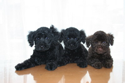 トイプードルの子犬ブラック(黒色)オスメス、ブラウンオス、生後２ヶ月画像