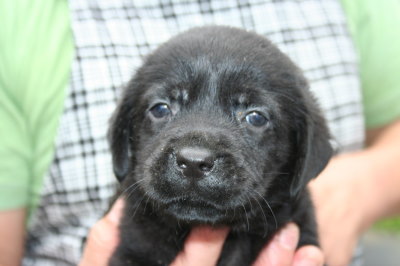 ラブラドールブラック(黒ラブ)の子犬オス2頭、生後1ヶ月 – A HAPPY DOG 