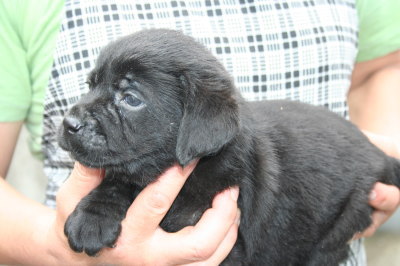 ラブラドールブラック(黒ラブ)の子犬オス、生後1ヶ月画像