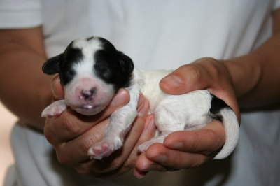 トイプードル白黒パーティーの子犬オス、生後3日画像