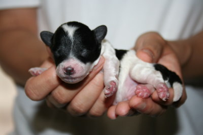 トイプードル白黒パーティーの子犬オス、生後3日画像