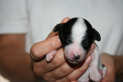 トイプードル白黒パーティーの子犬メス、生後3日画像