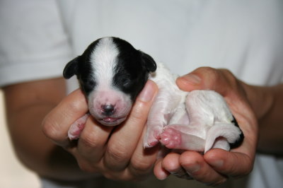 トイプードル白黒パーティーの子犬メス、生後3日画像
