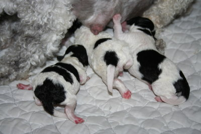 トイプードル白黒パーティーの子犬オス2頭メス1頭、生後3日画像