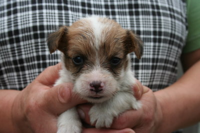 ジャックラッセルテリア白茶の子犬オス、生後4週間画像