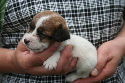 ジャックラッセルテリア白茶の子犬オス、生後4週間画像