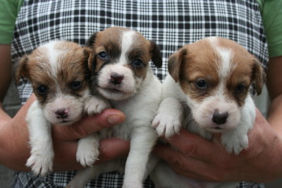 ジャックラッセルテリア白茶の子犬オス2頭メス1頭、生後4週間画像