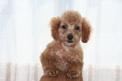 トイプードルアプリコットの子犬メス、生後3ヶ月画像