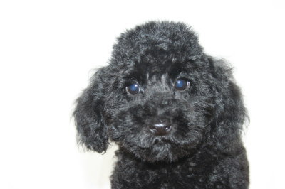 トイプードルブラック(黒色)の子犬オス、生後2ヶ月半画像
