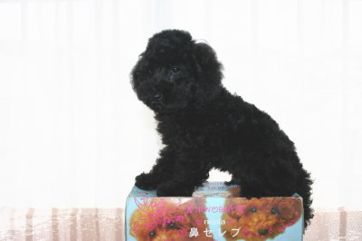 トイプードルブラック(黒色)の子犬オス、生後2ヶ月半画像