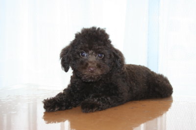 トイプードルブラウンの子犬オス、生後2ヶ月半画像